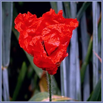 Young poppy (2)