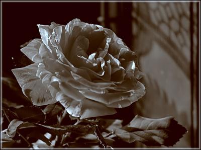 A  black and white rose