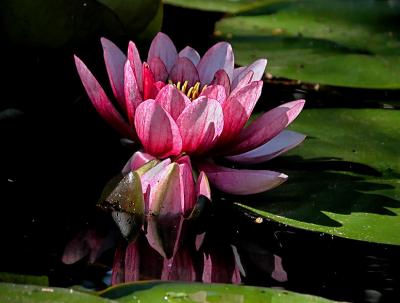 Water lily