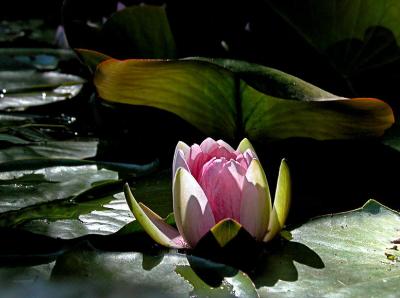 Water lily (3)
