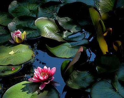 Water lily (4)