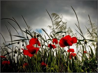 Poppy (2)