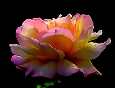 Colors of rose