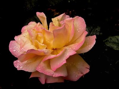 After the rain