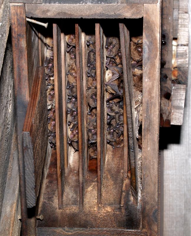 hundreds of bats