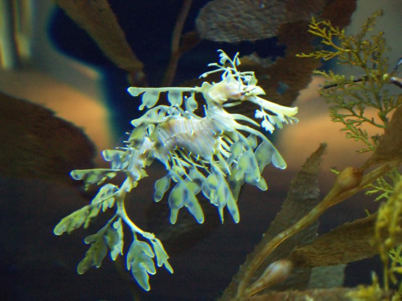 Sea_dragon