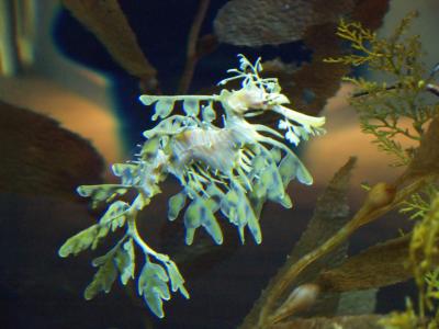 Sea_dragon