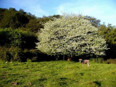 La vache et l'aubépine géante