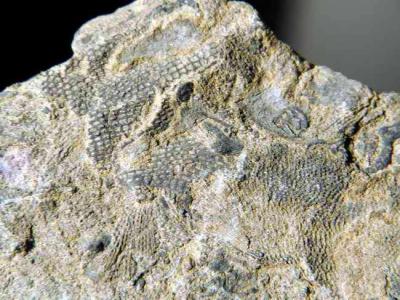 Empreintes Fossiles en peau de serpent
