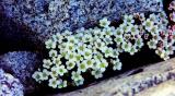Saxifrage d'altitude