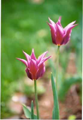 pink tulips again.jpg