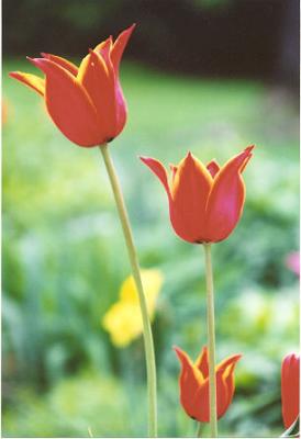 Red tulips.jpg
