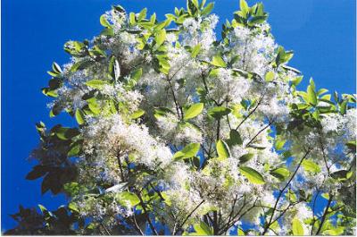 White flowered tree.jpg