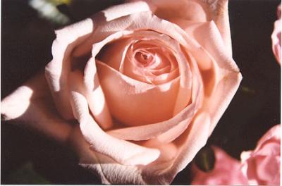 Pink Rose.jpg