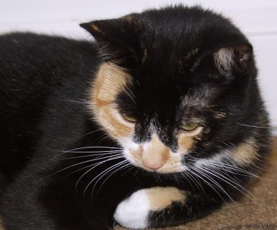 u47/joannes/medium/30335227.PhotosOlympusCamera200420040617SnugglesTouchedNew11.jpg