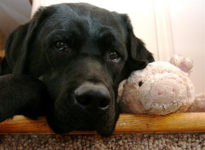 Java and Pig waiting for bed time March 4 2005 .jpg