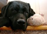Java and Pig waiting for bed time March 4 2005 .jpg