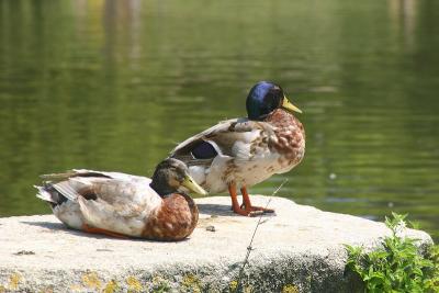 Ducks in the sun