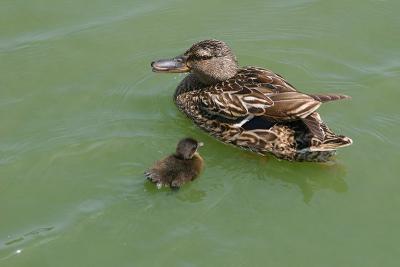 Mammy Duck and Kid