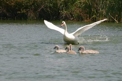 Swan and Kids
