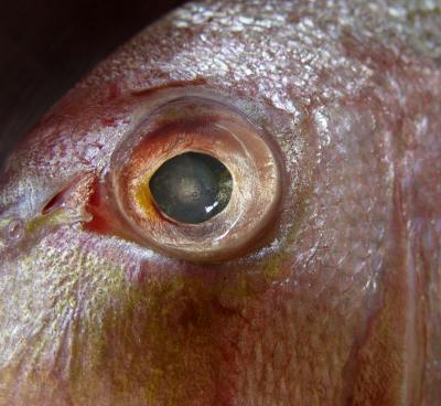 Fish eye