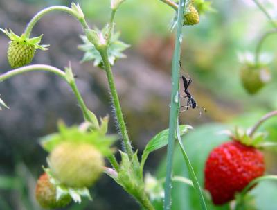 Strawberry ant