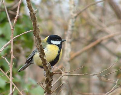 Male Great Tit.