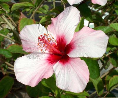 Hibiscus.