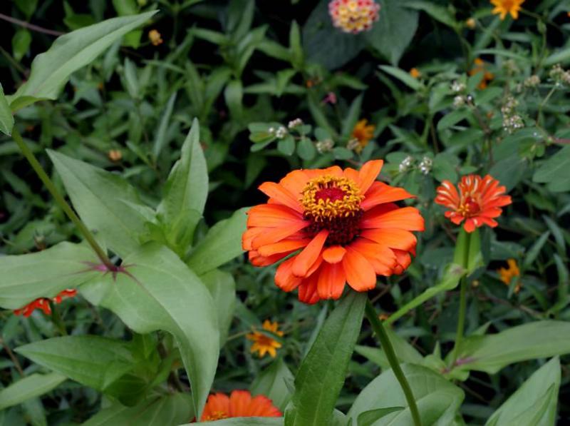 Orange zinnia