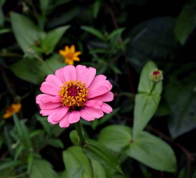 u47/johnme23/medium/30652016.zinnia_pink.jpg