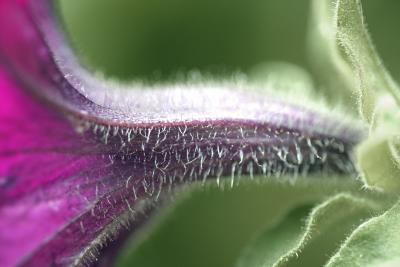 IMG_5899------hairy big leafed plant.jpg