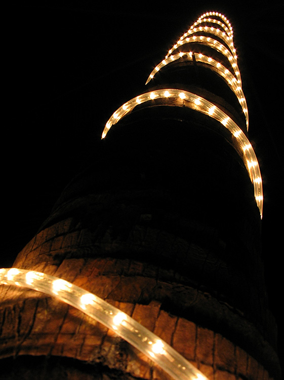 Lights on a Coconut Palm