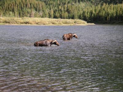 Fishercap (Bullwinkle) Lake