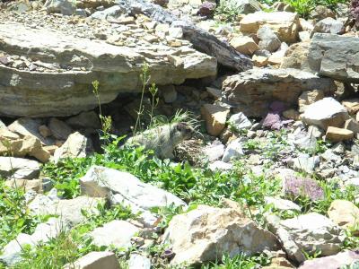 Wild Beast??  Marmot