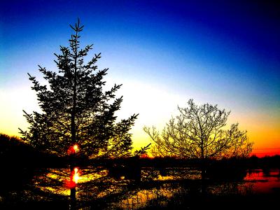 Winter Trees