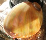 Abalone Shell..