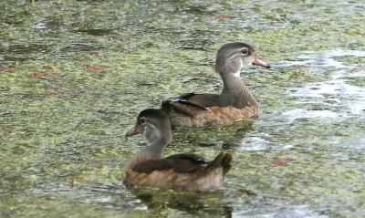 Wood Ducks (juvenile males)