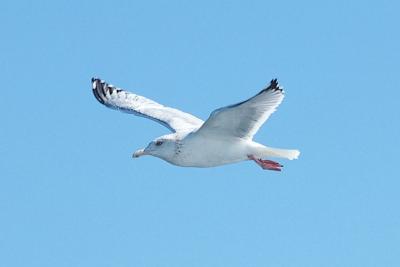 Herring Gull, adult basic