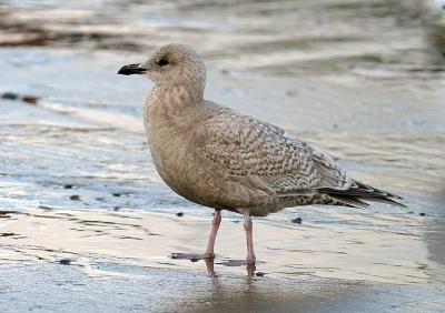 Thayer's Iceland Gull, 1st cycle (1 of 2)