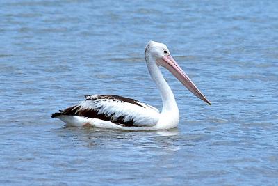 Australian Pelican