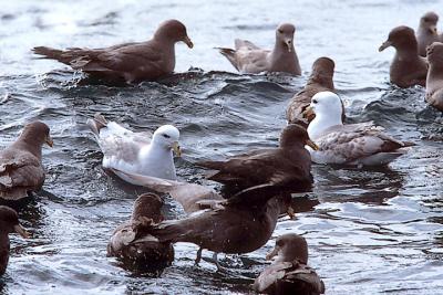 Northern Fulmars, mixed color phases