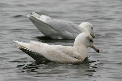 Glaucous Gull, 1st cycle (front) & basic adult (rear)