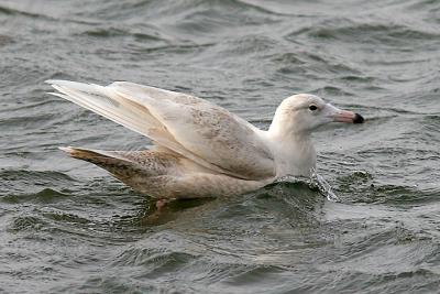 Glaucous Gull, 1st cycle