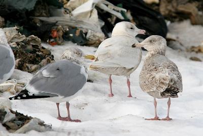 Glaucous Gull, 1st cycle (center) with Herring Gulls