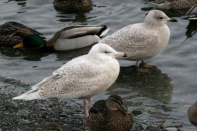 Glaucous Gull (presumed barrovianus), 1st cy with 1st cy Kumlien's Iceland Gull