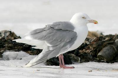 possible Glaucous x Herring backcross, basic adult (#2 of 2)