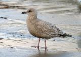 Thayers Iceland Gull, 1st cycle (1 of 2)
