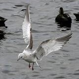 Common Gull, 1st cycle (5 of 8)