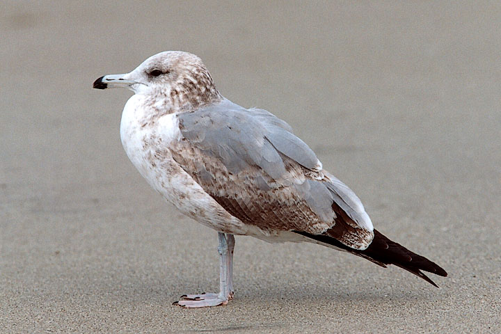 California Gull, 2nd cycle
