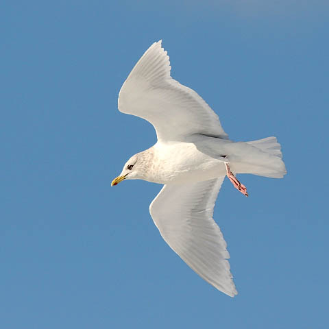 presumed basic adult g. glaucoides Iceland Gull